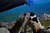 Althought our  interstellar hitchickers attempt wasnt sucessfull, we found a new thirsty and hungry friends waiting for us at the peak of the mountain. : by rtanj, Views[231]