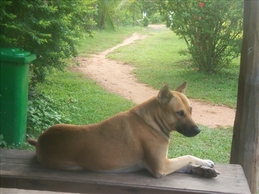 Fido the faithful guard dog