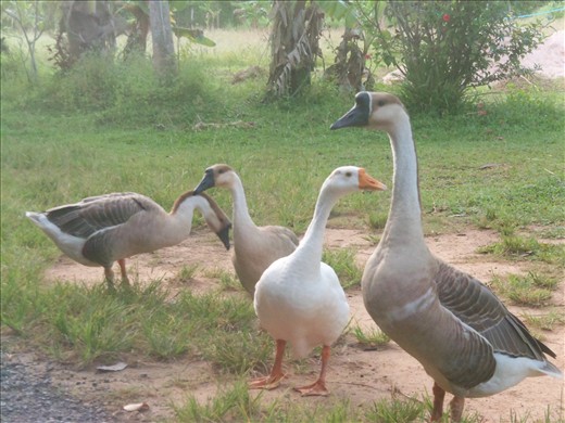 The gaggle of geese who act as the first line of defense for guarding