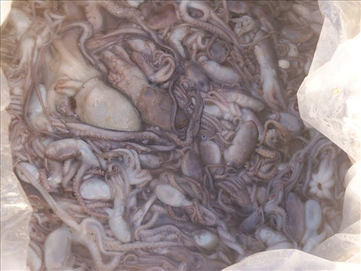 Lots of squid around. 