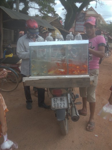 Traveling gold fish.