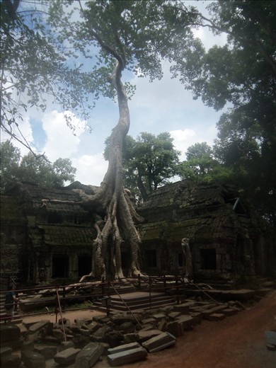 The strangling fig tree.