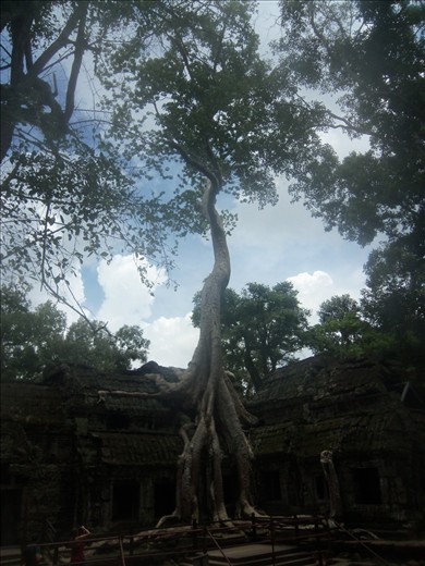 You feel like you are on another planet ruled by trees.