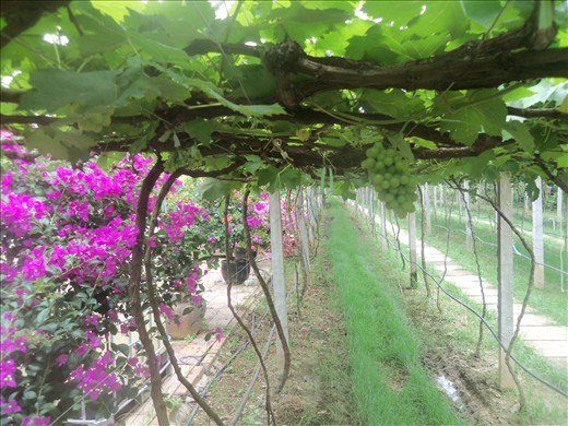 A vineyard in the area. The ginger juice was excellent.