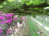 A vineyard in the area. The ginger juice was excellent.: by rtumicki, Views[590]
