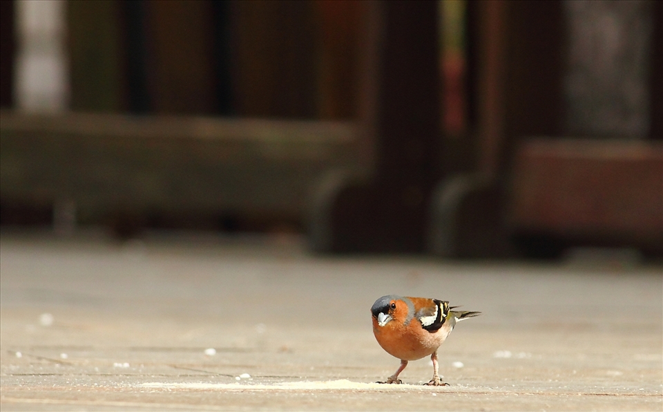 A Common Chaffinch, an air traveller expressing wonder at the lens on Trst carso