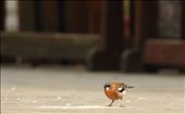 A Common Chaffinch, an air traveller expressing wonder at the lens on Trst carso: by rtwik, Views[307]