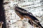 This eagle rescued after a hunter shot him in a wing: by rubenms, Views[208]