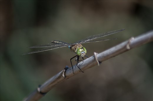 Dragonfly watching you