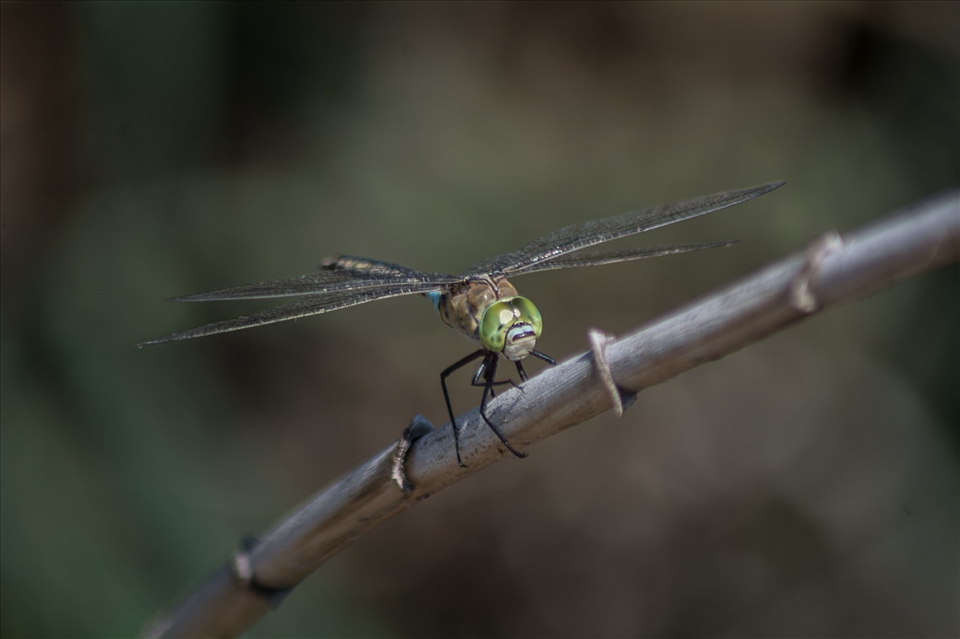 Dragonfly watching you
