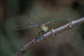 Dragonfly watching you: by rubenms, Views[208]