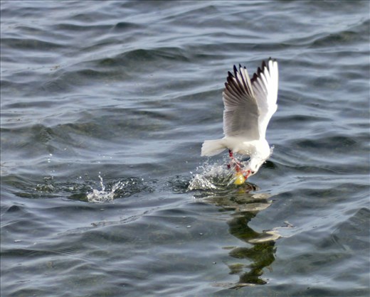 Gull at mealtime