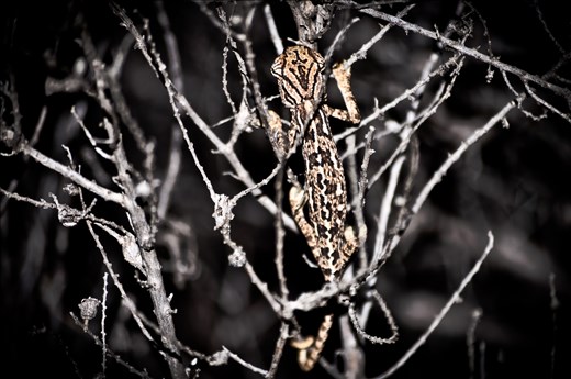 the camouflage chameleon