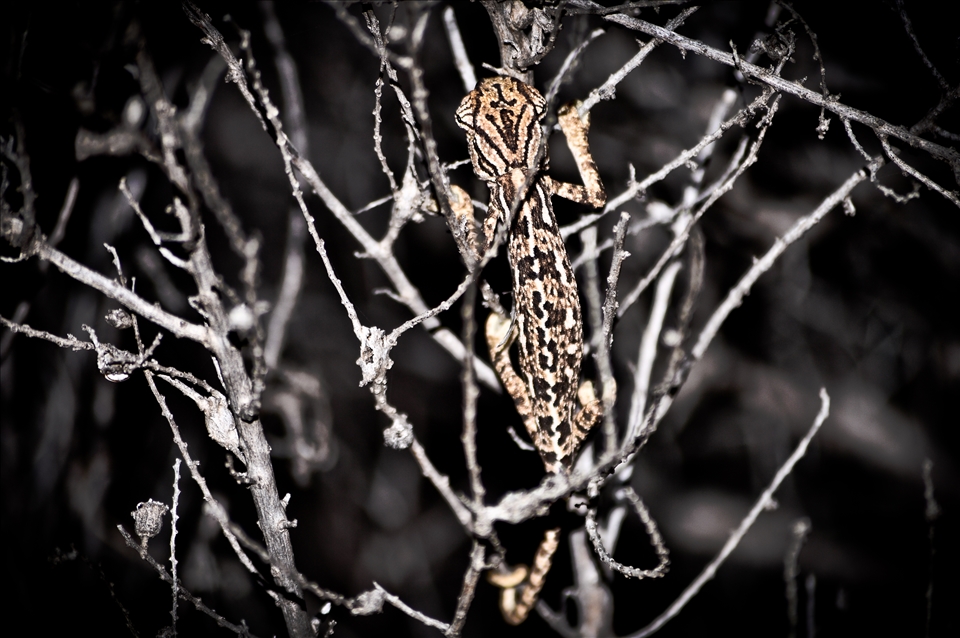 the camouflage chameleon