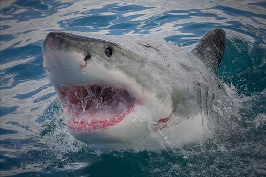 White Shark Eye hopping