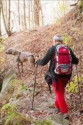 the dog: by rubinix, Views[237]