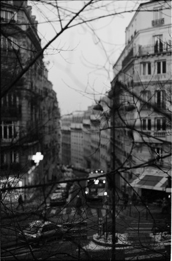 watching through the trees. 