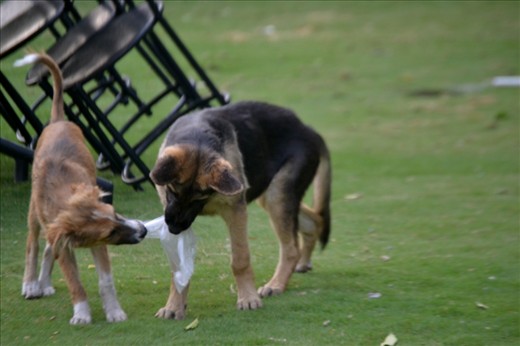 Togetherness - A carefree pair plays while the Sun goes down.