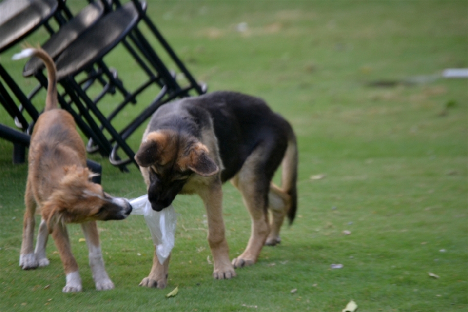Togetherness - A carefree pair plays while the Sun goes down.