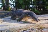 The big lizard in Indonesia called Biawak: by rukmansadikin, Views[3843]