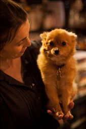 This is Tamara, who the owner proudly introduced us to on the 1st night there. With Tamara being there it just added even more to the homely atmosphere you feel when visiting Connie Doolan's.: by russ_photo, Views[291]