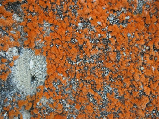 Lichen 