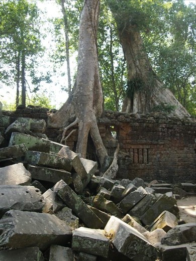 Trees taking over Ta Prohm