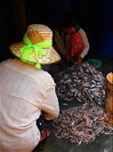 Women working in the fish paste markets: by russc_01, Views[425]