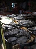 Fish at a market in Ko Samui: by russc_01, Views[251]