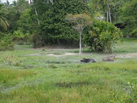 Water buffalo in Ko Pha Ngan