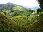 Tea plantation: by russc_01, Views[340]