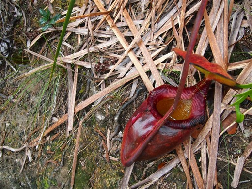 Pitcher plant