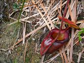 Pitcher plant: by russc_01, Views[304]
