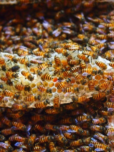 The honey from these bees was fantastic