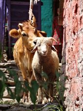 by ruthandklas, Views[202]