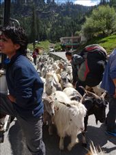 by ruthandklas, Views[214]