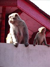 by ruthandklas, Views[127]