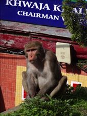 by ruthandklas, Views[117]