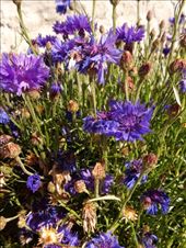 by ruthandklas, Views[129]