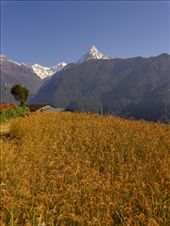 by ruthandklas, Views[134]