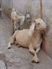 by ruthandklas, Views[162]