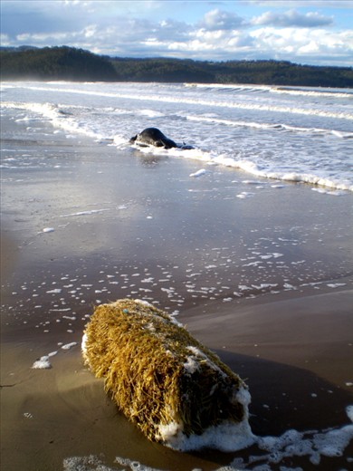 Nature always maintains balance, this cow washed up after floods.