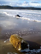 Nature always maintains balance, this cow washed up after floods.: by ruthie, Views[447]