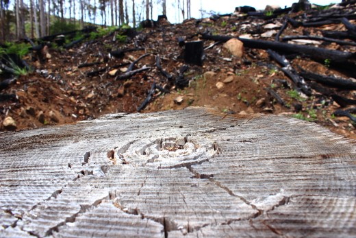 20 year agreements stand which allow logging in State Forests.