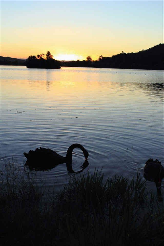 Some towns are embracing the sustainable option providing sanctuaries. 