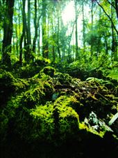 Winter in high country Victoria bring out the multitudes of mossy undergrowth.: by ruthie, Views[319]