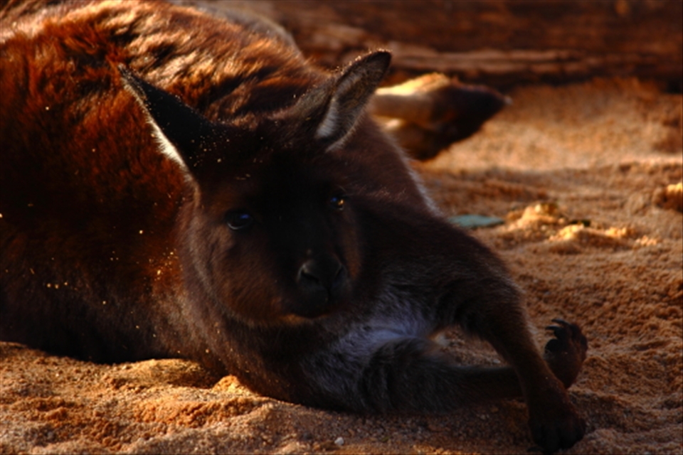 Resting in the shade on hot & sunny day