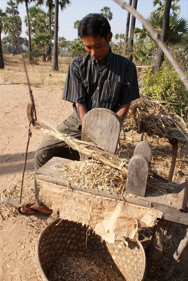 A young man chops leftover rice stalks to feed his cow and and fuel the fire of his home-made palm wine distillery. Palm wine, also called Toddy juice, is popular in Myanmar, and is made from fermented palm sugar.