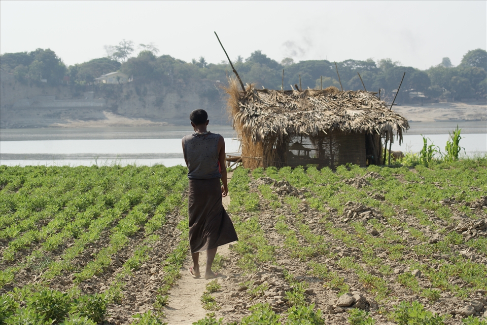 A farmer walks home after a day working his crop of of ground nuts (peanuts) along the fertile bank of the Irrawaddy River. Peanuts are part of traditional Burmese cuisine. Lahpeq Thouq is often served after a meal in circular partitioned trays filled with a spread of sesame seeds, fried peas, dried shrimp, fried garlic, and peanuts around a fermented green tea leaf salad.