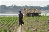 A farmer walks home after a day working his crop of of ground nuts (peanuts) along the fertile bank of the Irrawaddy River. Peanuts are part of traditional Burmese cuisine. Lahpeq Thouq is often served after a meal in circular partitioned trays filled with a spread of sesame seeds, fried peas, dried shrimp, fried garlic, and peanuts around a fermented green tea leaf salad.: by ryan_elissa, Views[713]